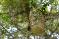 Wasp nest invaded by ants.