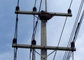 The Wasp nest on the 22kV electric post power pole Royalty Free Stock Photo