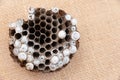 Wasp nest with larva isolated on jute background - Asian giant hornet or Japanese giant hornet Vespa mandarinia japonica Royalty Free Stock Photo