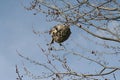 Wasp nest in late falls