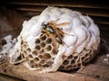 Wasp nest Made With Generative AI illustration