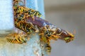 Wasp nest. Many large wasps. Concept - danger, bites of wild ins