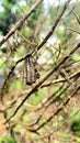 a hornet's nest on a branch Royalty Free Stock Photo