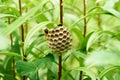 Wasp Nest