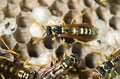 Wasp Nest with Pupae . Royalty Free Stock Photo
