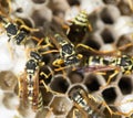 Wasp Nest with Pupae . Royalty Free Stock Photo