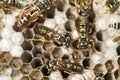 Wasp Nest with Pupae . Royalty Free Stock Photo