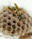 Wasp Nest with Pupae Royalty Free Stock Photo