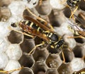 Wasp Nest with Pupae . Royalty Free Stock Photo