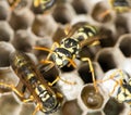 Wasp Nest with Pupae . Royalty Free Stock Photo