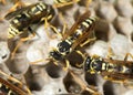 Wasp Nest with Pupae . Royalty Free Stock Photo