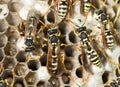 Wasp Nest with Pupae . Royalty Free Stock Photo