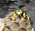 Wasp Nest with Pupae Royalty Free Stock Photo