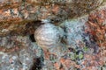 Wasp nest on a rock Royalty Free Stock Photo