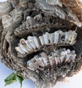 Wasp nest section profile view