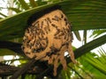 Wasp nest Royalty Free Stock Photo