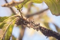 Wasp nest on a teak tree in the daytime with sunlight Royalty Free Stock Photo