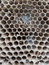 Wasp nest texture background, close up of bee hive Royalty Free Stock Photo