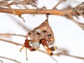 Wasp nest on tree branch