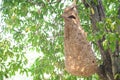 Wasp nest on tree Royalty Free Stock Photo