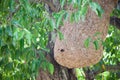 Wasp nest on tree Royalty Free Stock Photo
