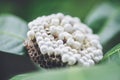 Wasp nest on tree nature background or hornet nest on leaves with larva - Wild insects Royalty Free Stock Photo