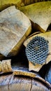 Wasp nest Royalty Free Stock Photo