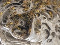 A wasp nest Vespula vulgaris