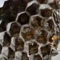 Wasp nest with wasp larvae, Paper wasps, Polistes sp- Royalty Free Stock Photo