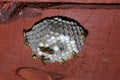 The wasp nest with wasps, larvae and eggs