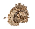 Wasp nest on white background. Royalty Free Stock Photo