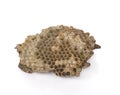 Wasp nest on white background. Royalty Free Stock Photo