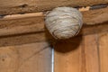 Wasp nest on a wooden ceiling