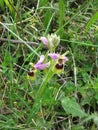 A Wasp ophrys sawfly orchid growing wild in the countryside