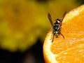 Wasp on orange Royalty Free Stock Photo