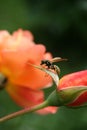 Wasp on an orange rose stem Royalty Free Stock Photo