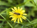 Wasp over a flower