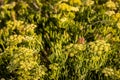 A Wasp over some floers of Rock samphire growing betweeen the rocks Royalty Free Stock Photo