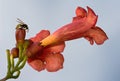 Wasp over a trumpet vine. Royalty Free Stock Photo