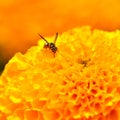 Wasp over a yellow flower