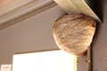 Wasp paper nest.