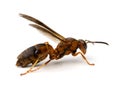 Wasp with Parasites