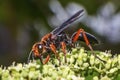 wasp perched on a plant on Siquijor island in philippines Royalty Free Stock Photo