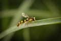 Wasp perched on a single blade of grass against a backdrop of lush green grass. Royalty Free Stock Photo