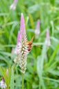 Wasp on pink celosia flower in garden Royalty Free Stock Photo