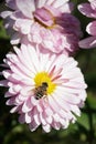 Wasp on a pink chrysanthemum flower