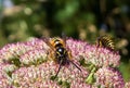 Wasp on the pink flower in nature. Royalty Free Stock Photo