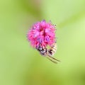 Wasp on pink flower of persicaria Royalty Free Stock Photo