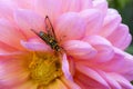 The wasp on the pink flower. Royalty Free Stock Photo