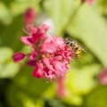 Wasp on pink red persicaria Royalty Free Stock Photo